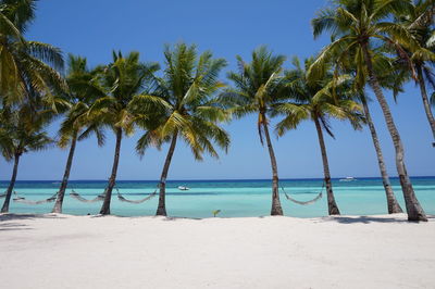 Scenic view of palm trees on beach against sky