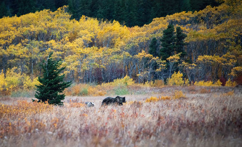 View of an animal on landscape