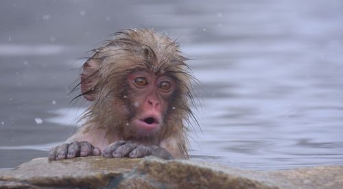 Portrait of a monkey swimming in lake