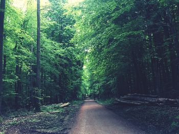 Road amidst trees in forest