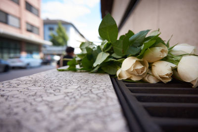 Close-up of white roses on retaining wall