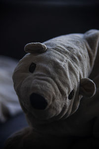 Close-up portrait of toy