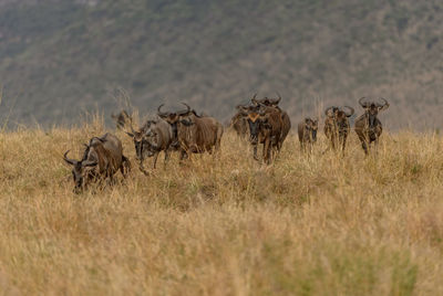 Wildbeest migration betwen serengeti and maasai mara national park