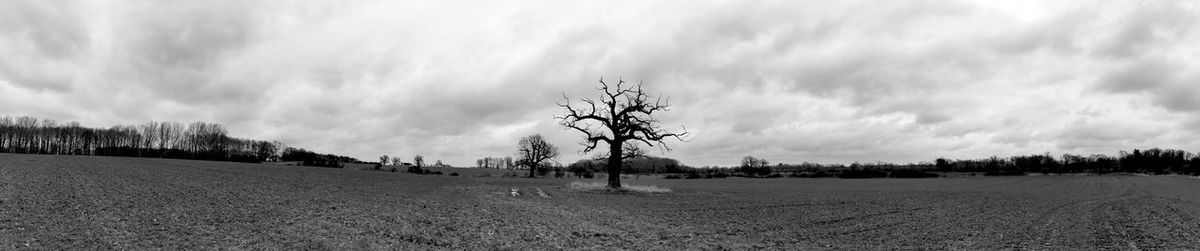 Panoramic view of trees on field against sky