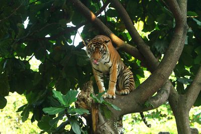 View of a tiger on tree