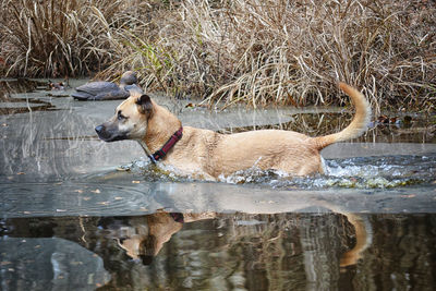 Dog in lake