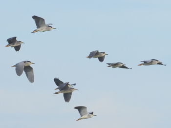 Low angle view of seagulls flying