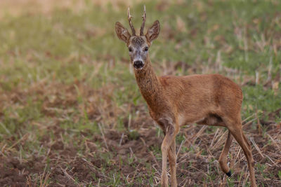 Portrait of deer standing on field