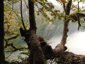 Trees growing by lake in forest