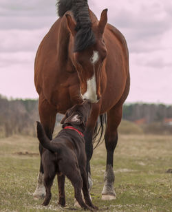 Horses in a field