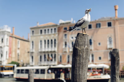 Seagull perching on wooden post against buildings in city