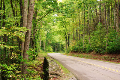 Empty road along trees