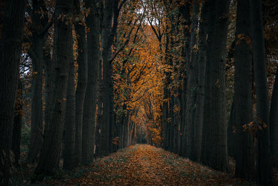 Footpath amidst trees in forest during autumn