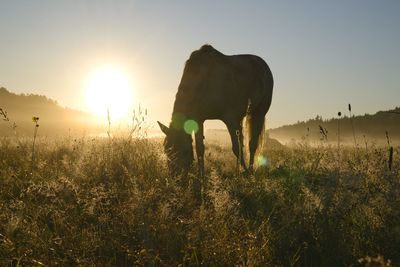 Horses grazing on field against sky during sunset