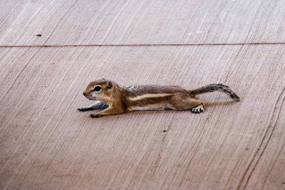 High angle view of squirrel on wood
