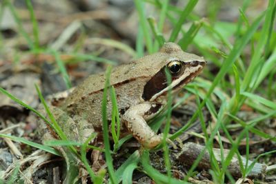 Close-up of frog on field