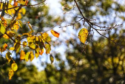 Low angle view of fruits on tree