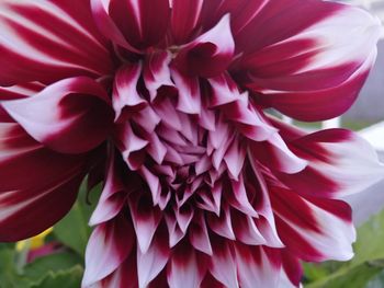 Close-up of dahlia blooming outdoors