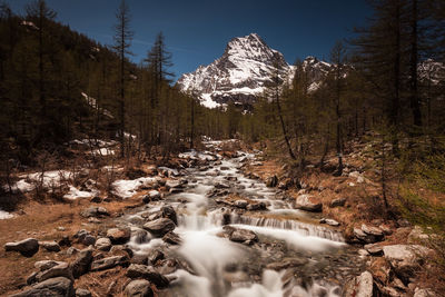 Scenic view of waterfall in forest