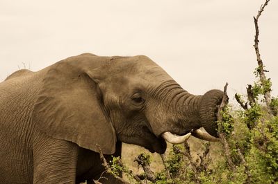 Elephants drinking water