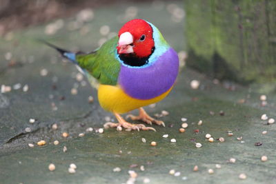 Close-up of bird perching on a land