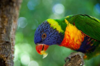 Close-up of lorikeet perching on branch