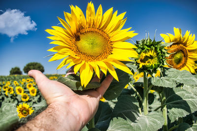 Hand holding yellow flower