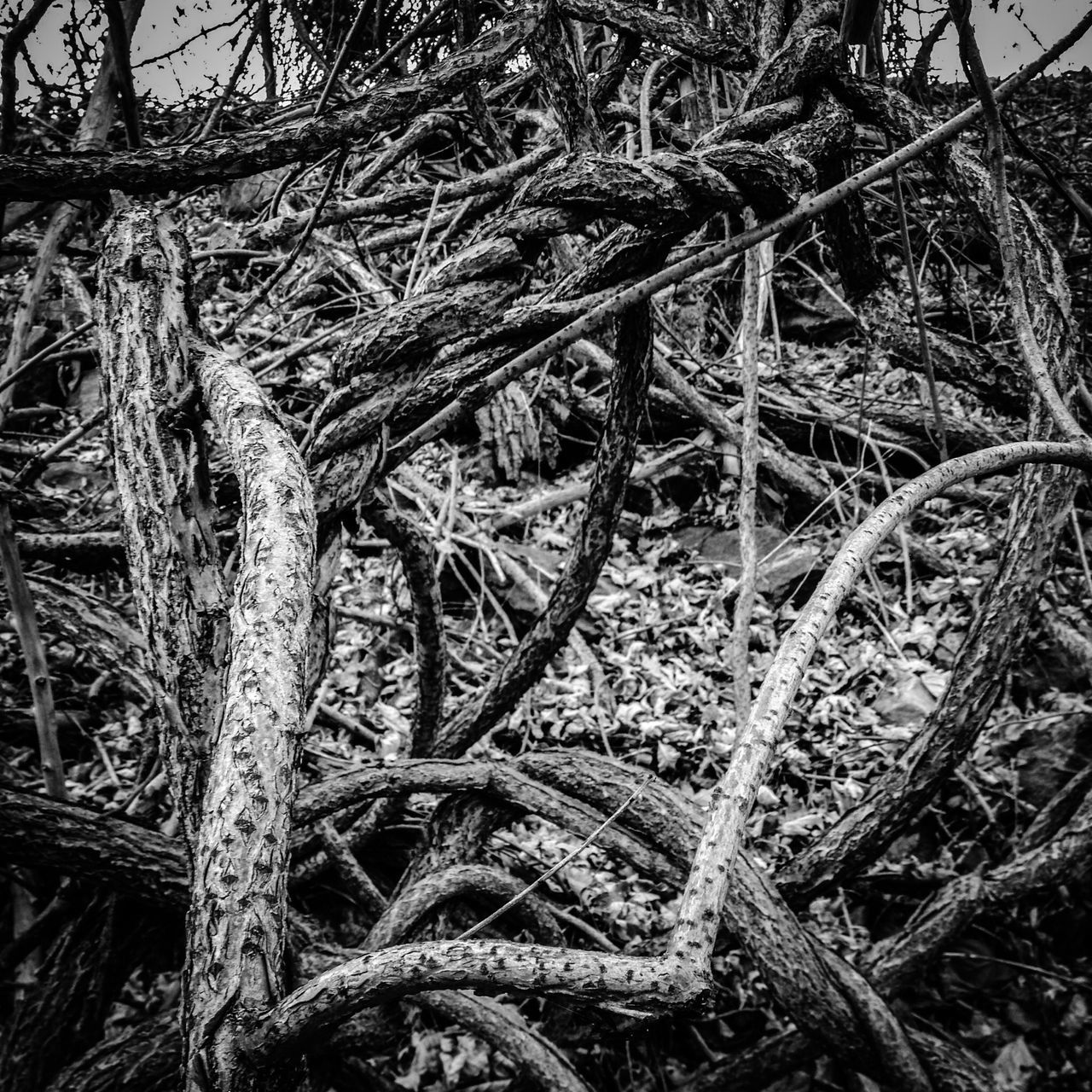 branch, tree, bare tree, growth, nature, tranquility, day, outdoors, close-up, root, no people, plant, twig, full frame, low angle view, leaf, forest, tree trunk, backgrounds, dry