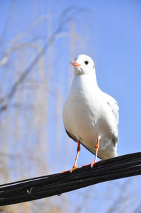 Low angle view of bird perching on pole against sky