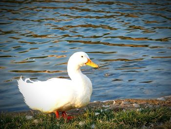 High angle view of seagull swimming in lake