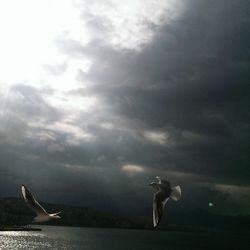 Seagull flying over sea against cloudy sky