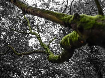 Low angle view of moss growing on tree trunk