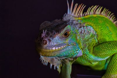 Close-up of a lizard