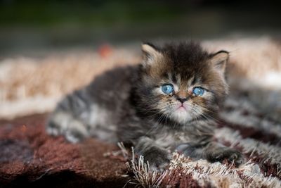 Portrait of cat sitting on rug