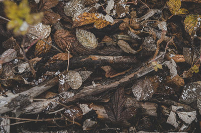 High angle view of dried leaves on tree in forest