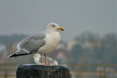 Close-up of seagull perching on wooden post