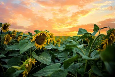 Scenic view of sunflower field against sky during sunset