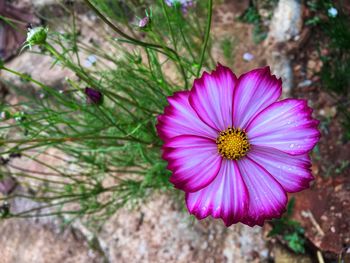 High angle view of pink flowering plant