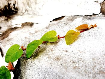 Close-up of plant growing in water