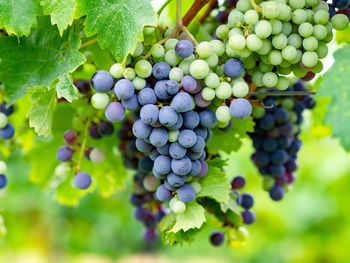 Close-up of grapes growing in vineyard