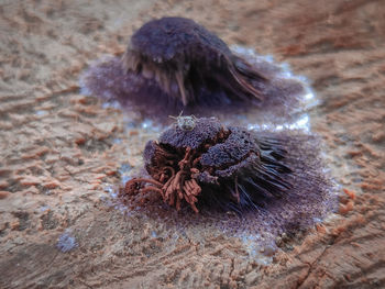 High angle view of starfish on rock