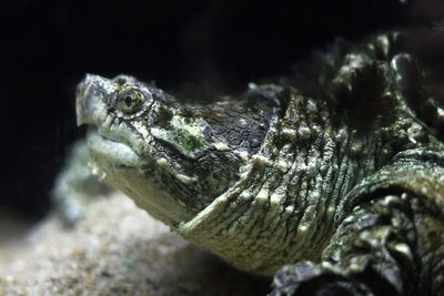 Close-up of turtle in sea