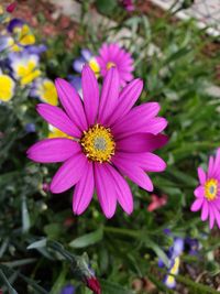 Close-up of pink flower