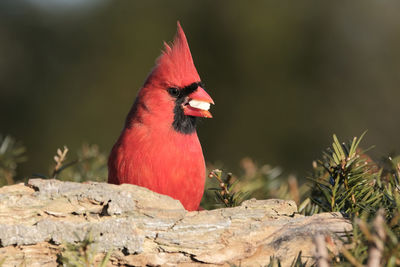 Close-up of bird perching on a plant