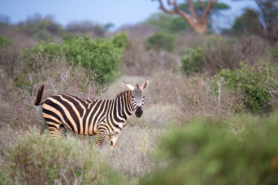 One zebra standing and watching between the bush