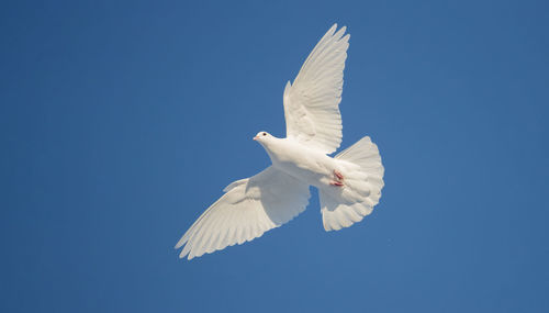 Low angle view of seagull flying against clear blue sky