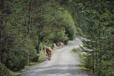 Rear view of man walking in forest