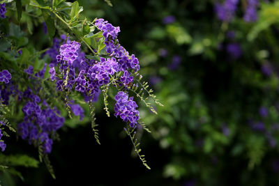 Close-up of purple flowering plant