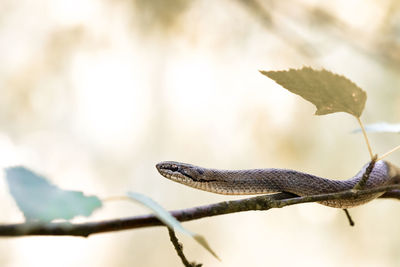 Close-up of lizard