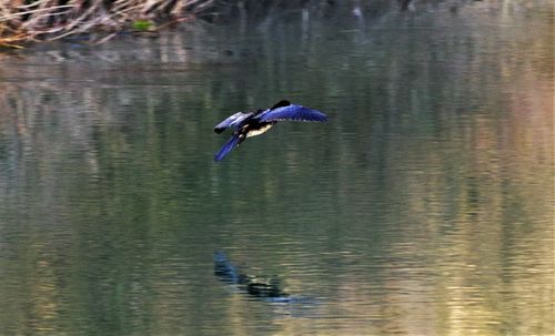 Bird flying over lake